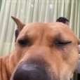 Shoxy