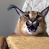 котов