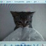 musya