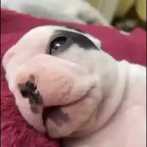 axaxaxaxa
