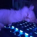 kitty